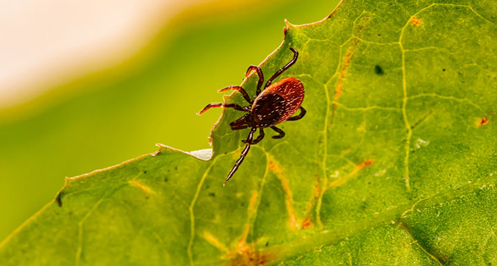 A tick on a leaf