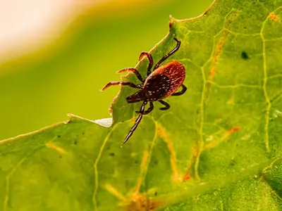 lyme.jpg